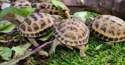 Tortoises stolen from pet shop in Motherwell following targeted late night break-in - www.dailyrecord.co.uk