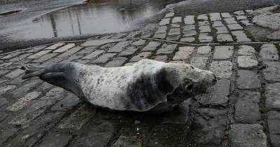 Poorly baby seal found in Scots car park finally released back into sea - www.dailyrecord.co.uk - Scotland