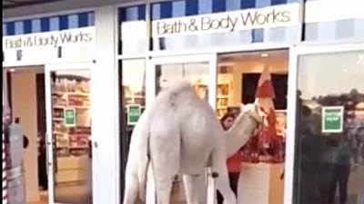 Camel spotted shopping at Bath & Body Works with owner in Nevada - www.foxnews.com - Las Vegas - state Nevada - county Henderson