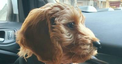 Adorable Cockapoo puppy working in Scots school helping kids struggling with lockdown anxiety - www.dailyrecord.co.uk - Scotland