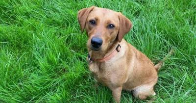 Family plea for safe return of much-loved dog 'stolen' before Christmas - www.manchestereveningnews.co.uk