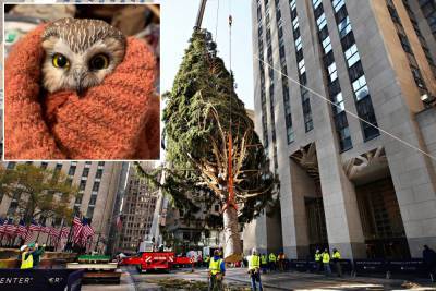 Rockefeller Christmas tree owl now the star of new children’s book - nypost.com - New York - city Santa Claus - Pennsylvania - Norway - city Scranton, state Pennsylvania