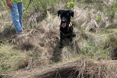 Python-sniffing dogs in Florida start successfully tracking invasive species - www.foxnews.com - Florida - county Miami-Dade - Burma