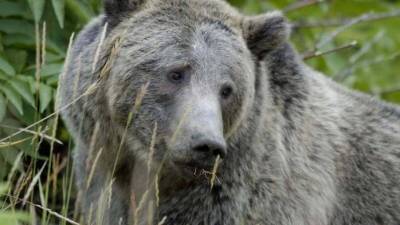 Grizzly bear illegally killed in Wyoming; Officials offering $2G reward for information - www.foxnews.com - Wyoming