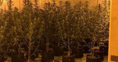 'Sophisticated' cannabis farm discovered in industrial unit in Salford after police chase - www.manchestereveningnews.co.uk