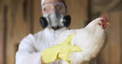 Bird flu found in Scotland as flock culled to stop spread of disease - www.dailyrecord.co.uk - Scotland