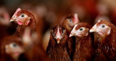Bird flu confirmed in flock of chickens on farm in Orkney - www.dailyrecord.co.uk - Scotland