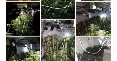 Police uncover huge cannabis factory worth £400K in Longsight - www.manchestereveningnews.co.uk