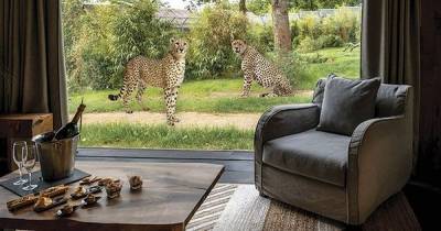 The holiday lodges where you can sleep next to cheetahs and elephants is finally accepting bookings - www.manchestereveningnews.co.uk - Manchester