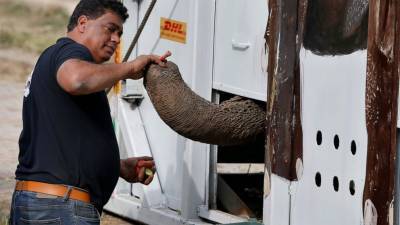 'World's loneliest elephant' Kaavan starts trip to Cambodia - abcnews.go.com