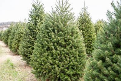 Florida woman delivers 124 Christmas trees to struggling families - www.foxnews.com - Florida