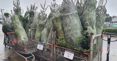 B&Q slash price of real Christmas trees to just 1p - www.dailyrecord.co.uk - Britain