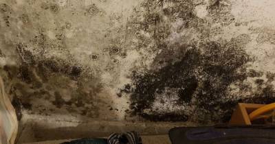 Inside mould-infested home where 'miserable' tenant is set to spend Christmas hell - www.dailyrecord.co.uk