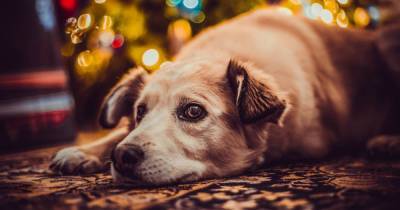 From nut roast to Christmas pudding - why you should NEVER feed your pets these festive foods - www.manchestereveningnews.co.uk