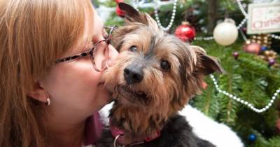 Christmas at Manchester Dogs' Home as it faces its biggest challenge since the devastating fire - www.manchestereveningnews.co.uk - Manchester