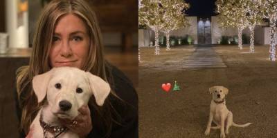 Jennifer Aniston Had a Seriously Serene Christmas at Home with Her Dogs - www.harpersbazaar.com