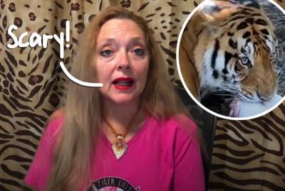 Carole Baskin Speaks Out After Animal Rescue Volunteer Gets Bitten By Tiger & Suffers Serious Injuries! - perezhilton.com