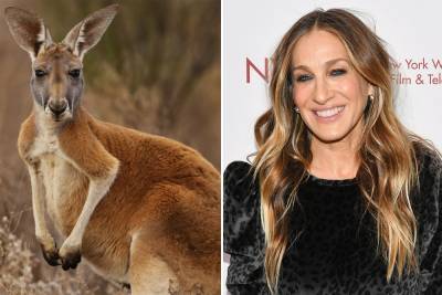 Kangaroo attacks jogger and Sarah Jessica Parker might be to blame - nypost.com - Australia