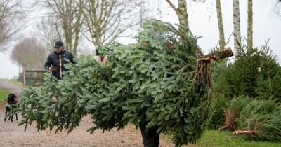 Christmas trees worth £4k stolen in heist as Scots warned not to buy from 'suspicious sources' - www.dailyrecord.co.uk - Scotland