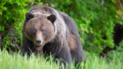 California man punches 350-pound bear in face to save beloved dog 'Buddy' - www.foxnews.com - California - state Nevada - city Sacramento