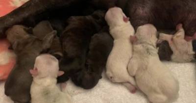 Scots French Bulldog gives birth to 13 puppies leaving owners shocked - www.dailyrecord.co.uk - France - Scotland