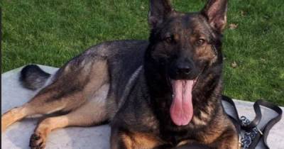 Police dog 'sniffs out' burglary suspect hiding in garden after Mini stolen while heavily pregnant woman slept - www.manchestereveningnews.co.uk
