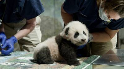 National Zoo extends panda deal with China through 2023 - abcnews.go.com - China - Washington - Washington