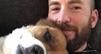 Chris Evans shares ADORABLE video of his dog Dodger; Captures how the pup wakes him up - www.pinkvilla.com
