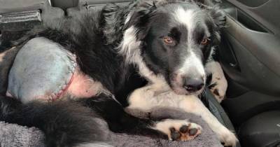 Scots dog has leg amputated after horror attack by devil-dog in Livingston - www.dailyrecord.co.uk - Scotland - county Livingston