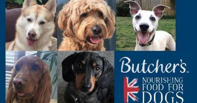 The UK's hero dogs providing a 'lifeline' for owners in isolation - www.manchestereveningnews.co.uk - Britain