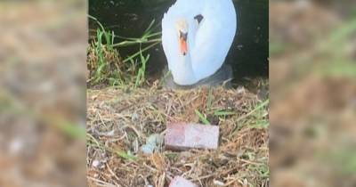 Swan whose nest was smashed up by vandals with bricks 'dies from a broken heart' - www.manchestereveningnews.co.uk - Manchester