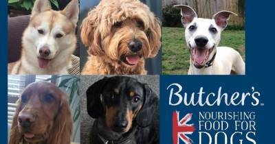 The UK's hero dogs providing a 'lifeline' for owners in isolation - www.dailyrecord.co.uk - Britain