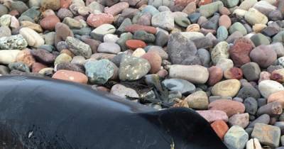 Porpoise sliced open and killed by speedboat propeller off Scots beach - www.dailyrecord.co.uk - Scotland