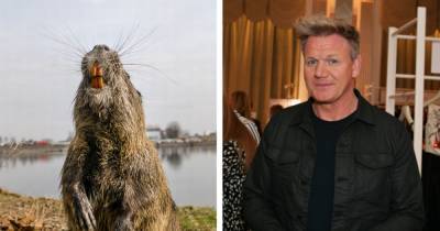Gordon Ramsay shocks fans by killing and eating a swamp rat which he says is ‘delicious’ - www.ok.co.uk - USA - state Louisiana