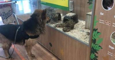 Dog runs away from owner to sneak into Pets at Home store because he loves the guinea pigs - www.dailyrecord.co.uk - Germany