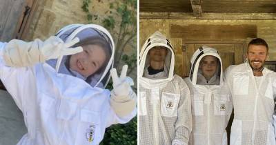 David Beckham shares adorable video of daughter Harper dancing whilst beekeeping at Cotswolds mansion - www.ok.co.uk