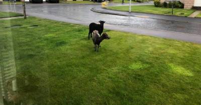 'Lockdown just got even more weird!' Baffled Scots woman wakes up to goats in front garden on plush housing estate - www.dailyrecord.co.uk - Scotland