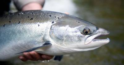 Fish of the Week: reeling again - www.dailyrecord.co.uk - Scotland
