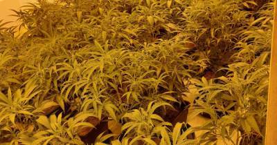 Police discover industrial-scale cannabis farm after house raid - www.manchestereveningnews.co.uk - Manchester