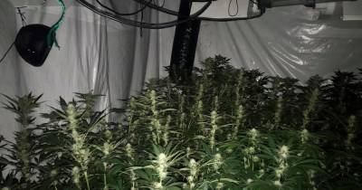 Police uncover huge cannabis operation during house raid - www.manchestereveningnews.co.uk - county Hall
