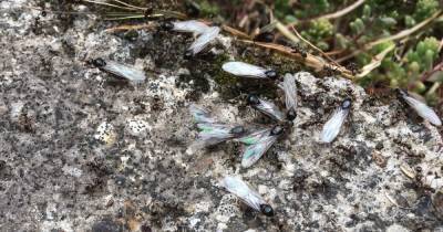 Millions of flying ants could descend on Scotland as sightings across UK increase - www.dailyrecord.co.uk - Britain - Scotland