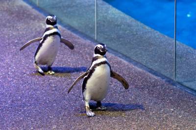Watch Shedd Aquarium penguins waddle through Chicago’s Field Museum - nypost.com - Chicago