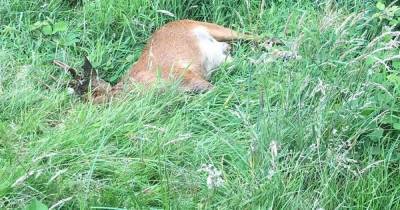 Fears that deer was 'attacked and beaten' after being found dead outside football club - www.manchestereveningnews.co.uk