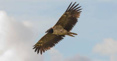 Birdwatchers flock to Peak District to catch glimpse of rare vulture - seen only once before in the UK - www.manchestereveningnews.co.uk - Britain