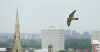 'Iconic' peregrine falcons nesting at Manchester town hall should be celebrated despite delaying its restoration, says council - www.manchestereveningnews.co.uk - Britain - Manchester