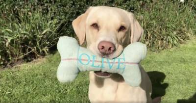 Scots commentator Andrew Cotter's hilarious voice-over on dog's toy theft - www.dailyrecord.co.uk - Scotland - county Andrew