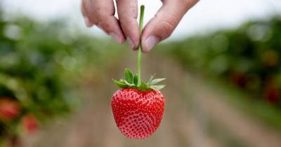 Standing near strawberries can help boost your mood, new study finds - www.dailyrecord.co.uk - Britain