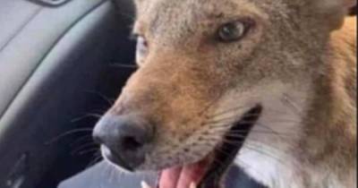 Woman goes viral after 'mistakenly rescuing fox' she thought was dog - www.dailyrecord.co.uk