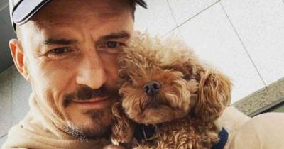 'My heart is already broken': Orlando Bloom's dog Mighty goes missing - www.msn.com - California