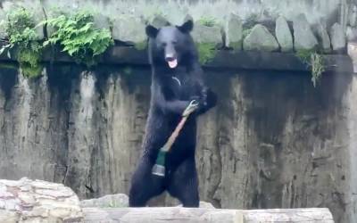 2020’s latest problem is this bear with fierce nunchuck skills - nypost.com